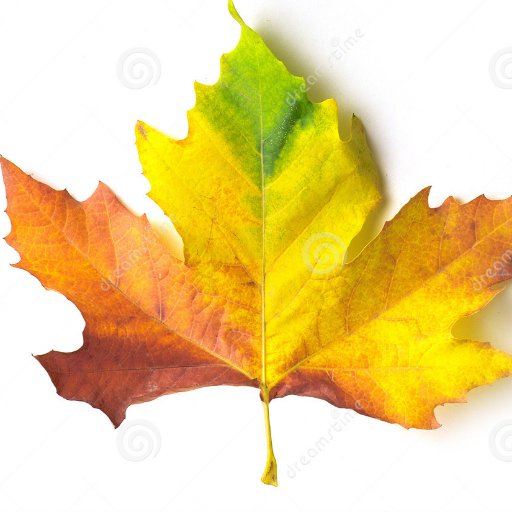 media1stc's profile picture. 