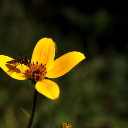 Romeocalle01's profile picture. 