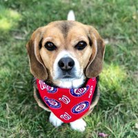 Nigel the Beagle 🌈 (@nigelthebeagle) 's Twitter Profile