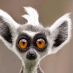 Gussscruzz's profile picture.