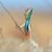 NormanAltobelli's profile image