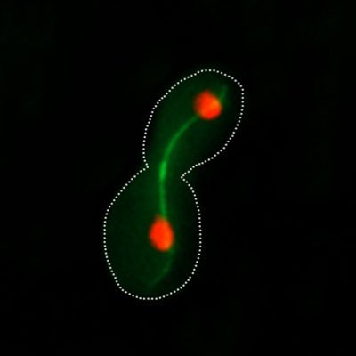 Yeast geneticist and cell biologist. Savtah. Own views.