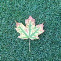 Minocqua Country Club (@minocquasuper) 's Twitter Profile