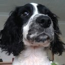 Natalie Cameron - @justbarkingon - Twitter