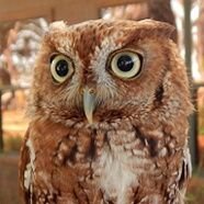 🦉🧬Genetics and Evolution of Plumage Polymorphism in Screech-owls | PhD Candidate | Department of Biology | University of Florida | she/her/hers