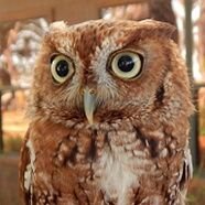 🦉🧬Genetics and Evolution of Plumage Polymorphism in Screech-owls | PhD Candidate | Department of Biology | University of Florida | she/her/hers