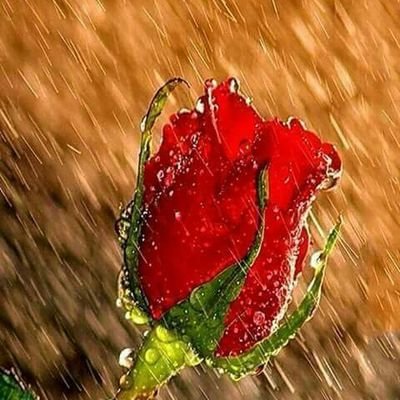 hilalnabi143's profile picture. 