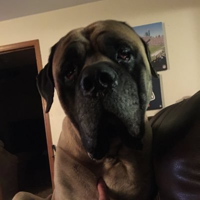 Devildawgfirea1's profile picture. 