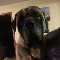 Devildawgfirearms (@devildawgfirea1) 's Twitter Profile