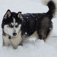 George (@gskawski) 's Twitter Profile