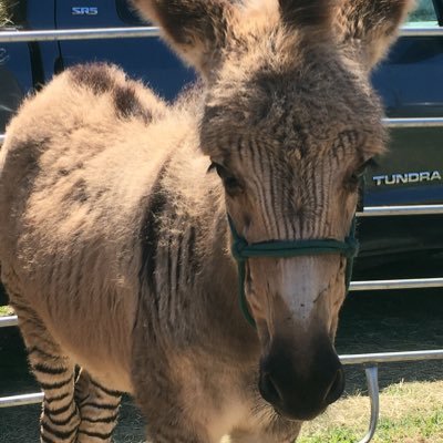 we love farming and doing mission trips. we sell donkeys,pigs, goats and soon will be selling chickens. we love animals and helping people 💕 we hope you enjoy!