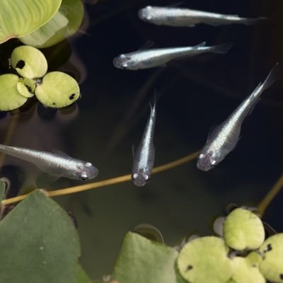 道産子メダカ 我が家の愛するメダカたちにプレゼントしました ミジンコウキクサです 留守にするときなどに 浮かせて行きたいと思ってます めだか メダカ 浮草 ウキクサ 春 キレイ 綺麗 繁殖 メダカ繁殖 ミジンコ ミジンコウキクサ 道産子メダカ 我が家の愛するメダカたちにプレゼントしました ミジンコウキクサです 留守にするときなどに 浮かせて行きたいと思ってます めだか メダカ 浮草 ウキクサ 春 キレイ 綺麗 繁殖 メダカ繁殖 ミジンコ ミジンコウキクサ