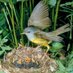 Cuckoo's Nest (@SinghCuckoo) Twitter profile photo