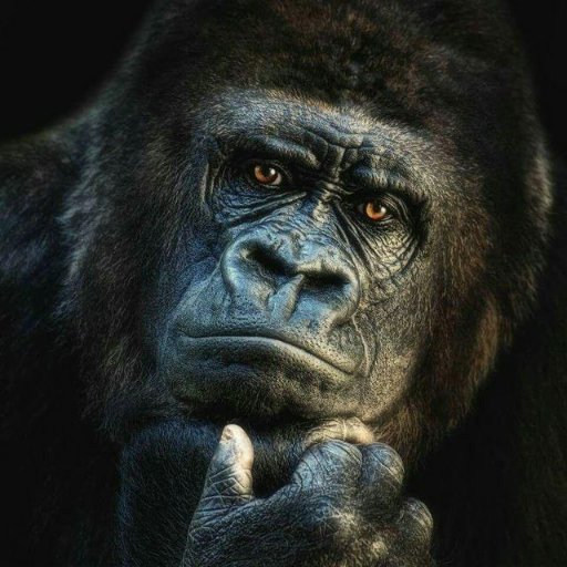 yankomateev's profile picture. 