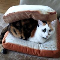 ぺもぺも (@blast_moon) 's Twitter Profile