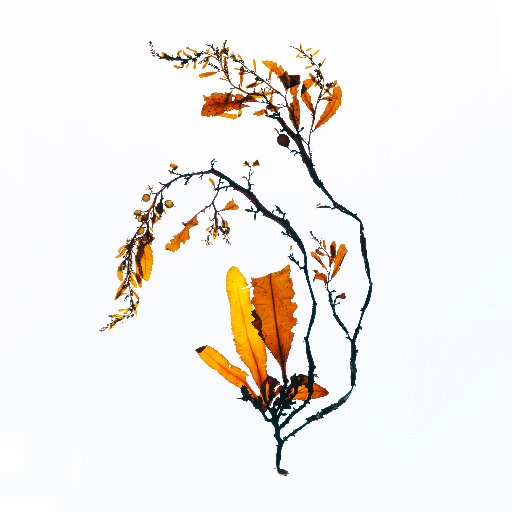 INUAjp's profile picture. INUA