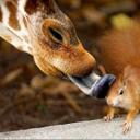 bart jansen - @wikitw - Twitter