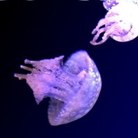 タウタ (@tauta_y) 's Twitter Profile Photo