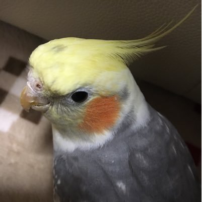 なないろ🕊️消費税廃止 Profile