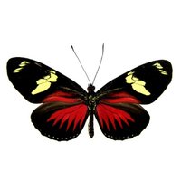 heliconiuspapers (@heli_papers) 's Twitter Profile Photo heliconiuspapers (@heli_papers) 's Twitter Profile Photo
