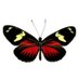 heliconiuspapers (@heli_papers) Twitter profile photo heliconiuspapers (@heli_papers) Twitter profile photo
