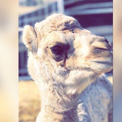 XqLvqq9H8tBq62s's profile picture. 