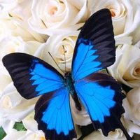 Aurora (@aucuario) 's Twitter Profile