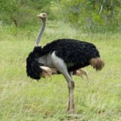Ostrich Exotic Novel Protein Dog Chew Treats Since 1995
Now Marinaded With Ostrich Oil With All Of It's Health Benefits