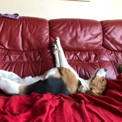 barney111279's profile picture. Sports lover , village cricketer, oufc lifelong fan, likes to over design a steel beam and spend time with my great family. has great mates inc scooby the dog