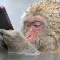 aka Japanese Macaque(@snowmonkey01) 's Twitter Profile Photo