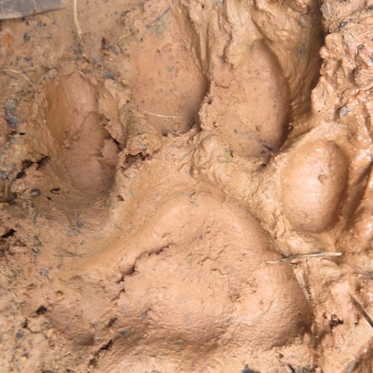 Timintheforest's profile picture. 