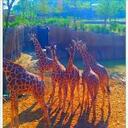 Amanda Dillard Polk - @Teelasmom - Twitter