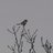 S_WarksBirding's profile image