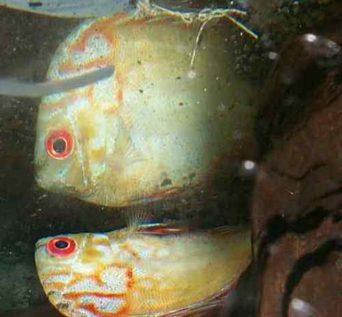 DiscusMagazine's profile picture. #resist support conservation environment nature ecology education science technology