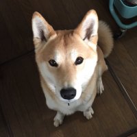 ふみるん (@honeychoro) 's Twitter Profile