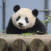 PanXiangXiang (@cypress_van) 's Twitter Profile