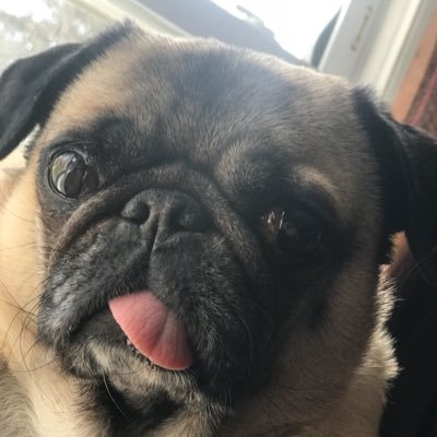 cccarpetman's profile picture. 