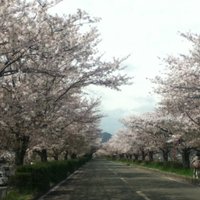 桜@人 (@sakura_shachiku) 's Twitter Profile Photo 桜@人 (@sakura_shachiku) 's Twitter Profile Photo