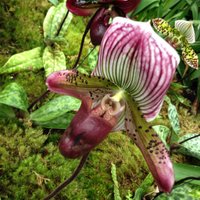 SCSU Botany Club (@scsubotanyclub) 's Twitter Profile