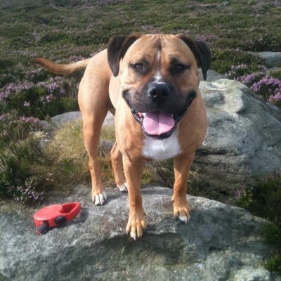 Dog walker in Sheffield. Group walks. 1:1 walks. Puppy visits/walks. Cat sitting