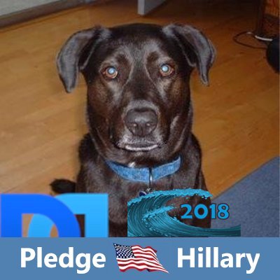 ❤️ Richard Armitage since '07. Clarinet Player. #Lutheran. Orchids. Rescue pets. Surveyor. #HarrisWalz2024! #ChristiansAgainstTrump. https://t.co/TJXmTsaSTY 😷