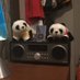 Black and White Cat Foot Bear. (@boomboxpanda) Twitter profile photo Black and White Cat Foot Bear. (@boomboxpanda) Twitter profile photo