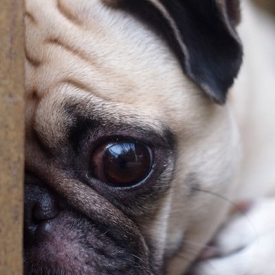 maxpugsby's profile picture. 