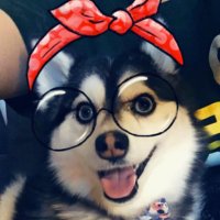 👑 Kaiser the Pomsky(@kaiserthepomsky) 's Twitter Profile Photo