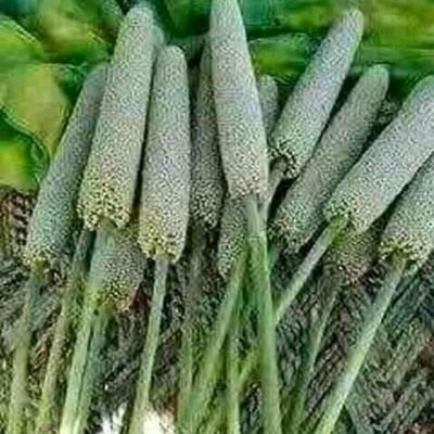 Bourahimayanog3's profile picture. 