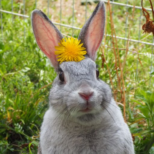 みのおひなせ🐰🏇さんのプロフィール画像