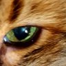 TerribleT1220's profile picture. True Blue Dem  💙 

#ClimateAction 🌏 #BlackLivesMatter  
#VoteBlueSaveAmerica.                   

🖤🏈💛Go Steelers!💛🏈🖤