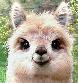 かすうどんたろう