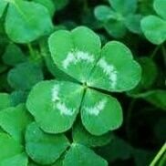 4leafclover428 Profile Picture