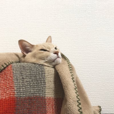 ム ロ タ ニさんのプロフィール画像